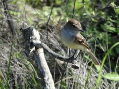 Myiarchus magnirostris