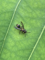 Ropalidia timida
