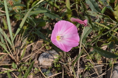 Convolvulus chinensis