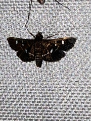 Diathrausta harlequinalis