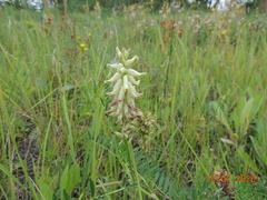 Astragalus uliginosus