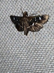 Diathrausta harlequinalis