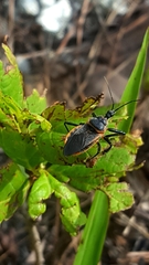 Apiomerus crassipes