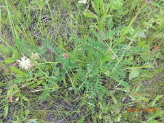 Astragalus uliginosus