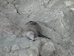 Arctocephalus galapagoensis