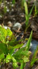 Apiomerus crassipes