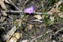 Thysanotus virgatus