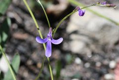 Lobelia dentata