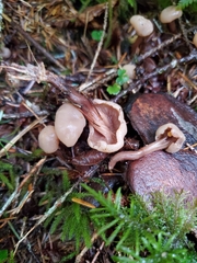 Cudonia circinans