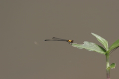 Prodasineura croconota