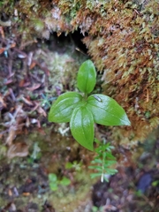 Streptopus streptopoides