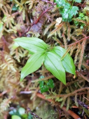 Streptopus streptopoides