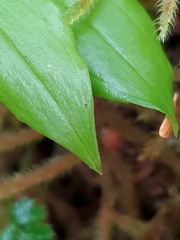 Streptopus streptopoides