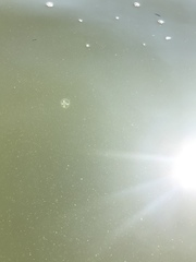 Craspedacusta sowerbii