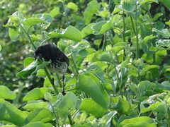 Platyspiza crassirostris