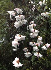 Rhododendron edgeworthii