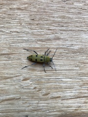 Chlorophorus glabromaculatus