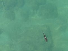 Sphoeroides annulatus