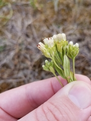Sericocarpus rigidus