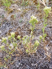 Sericocarpus rigidus