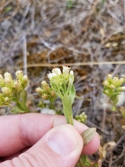 Sericocarpus rigidus