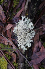 Hypogymnia pulverata