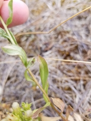 Sericocarpus rigidus