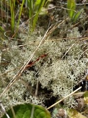 Cladonia ciliata tenuis