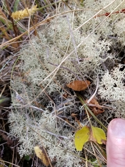 Cladonia ciliata tenuis