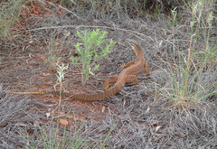 Varanus panoptes rubidus