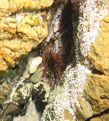 Isanemonia australis image