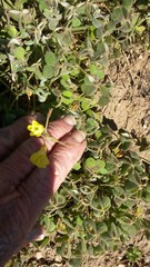 Oxalis pes-caprae sericea