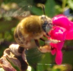 Amegilla garrula