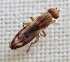 Opomyzidae