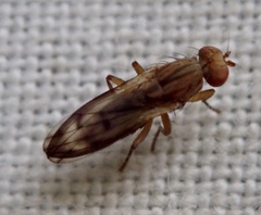 Opomyzidae
