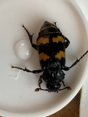 Nicrophorus interruptus