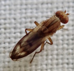 Opomyzidae