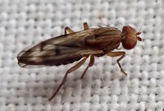 Opomyzidae