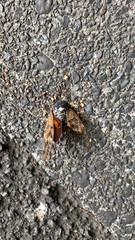 Graptopsaltria nigrofuscata