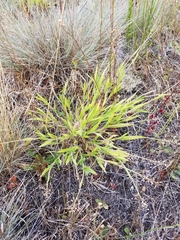 Dichanthelium lanuginosum