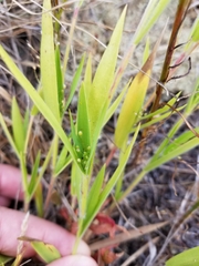 Dichanthelium lanuginosum