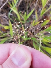 Dichanthelium lanuginosum