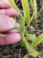Dichanthelium lanuginosum