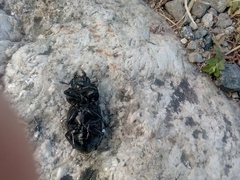 Lucanus tetraodon