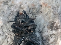 Lucanus tetraodon