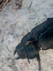 Lucanus tetraodon