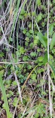 Leptinella squalida squalida