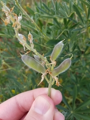 Lupinus albicaulis