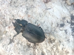 Lucanus tetraodon