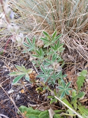 Lupinus lepidus lepidus